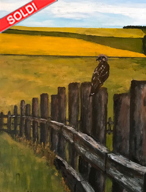 Barnyard Hawk