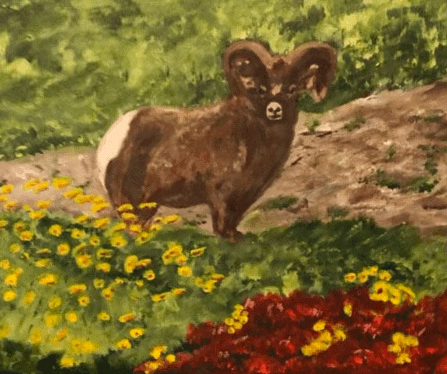 Big Horn Sheep