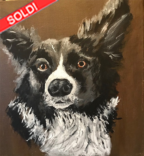 Border Collie