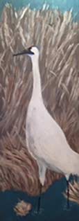 Whooping Crane